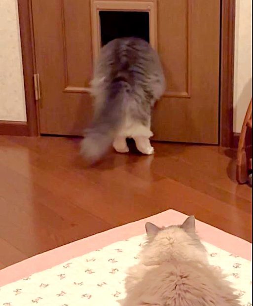 ペットのくぐり戸を通る猫ちゃん