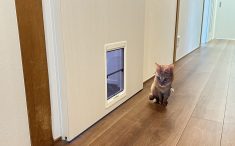 リフォーム後のLDK引戸にペットドア
